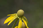 Pinnate prairie coneflower